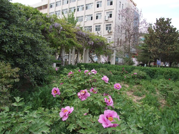 晉安路校區牡丹園